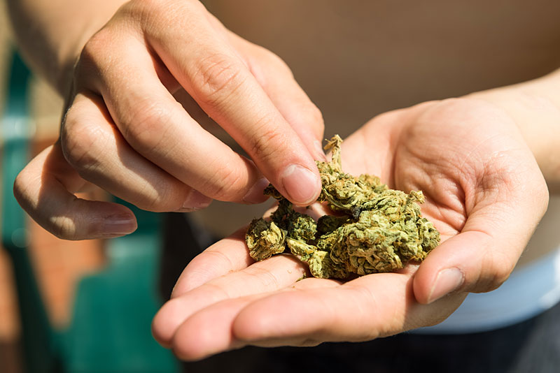 Entry Level Marijuana Jobs