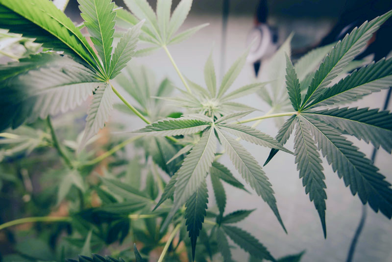 oregon marijuana jobs