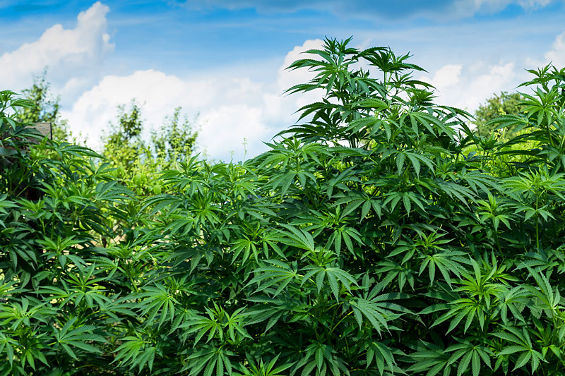 Sacramento Marijuana Jobs