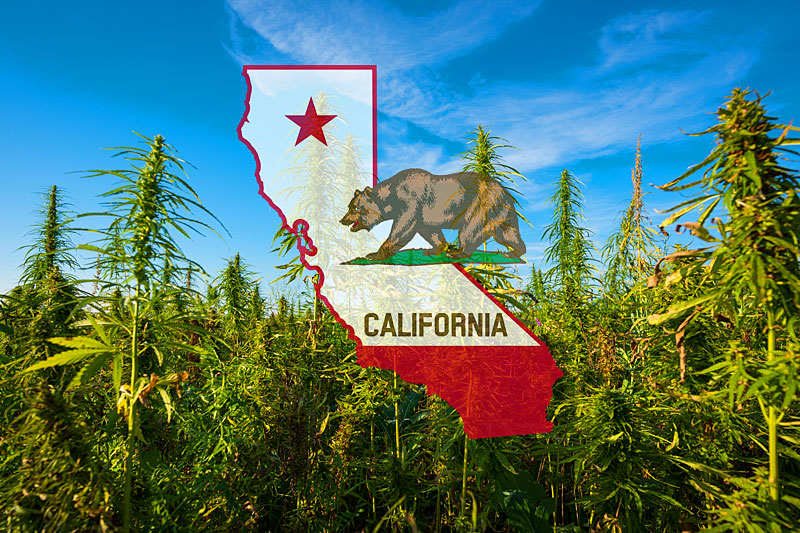 California Marijuana Jobs