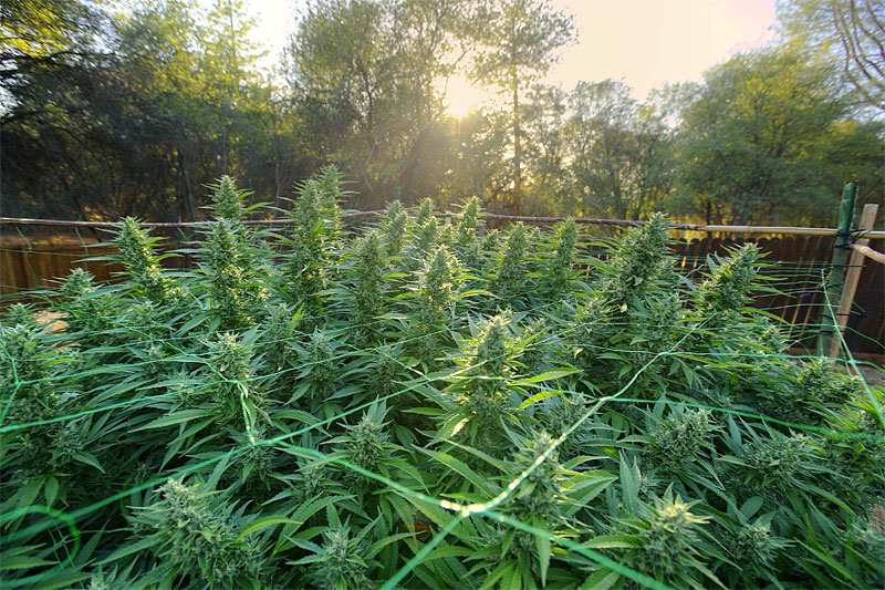 industrial hemp